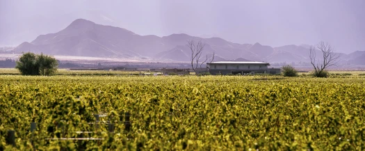 The Vine Resort & Spa