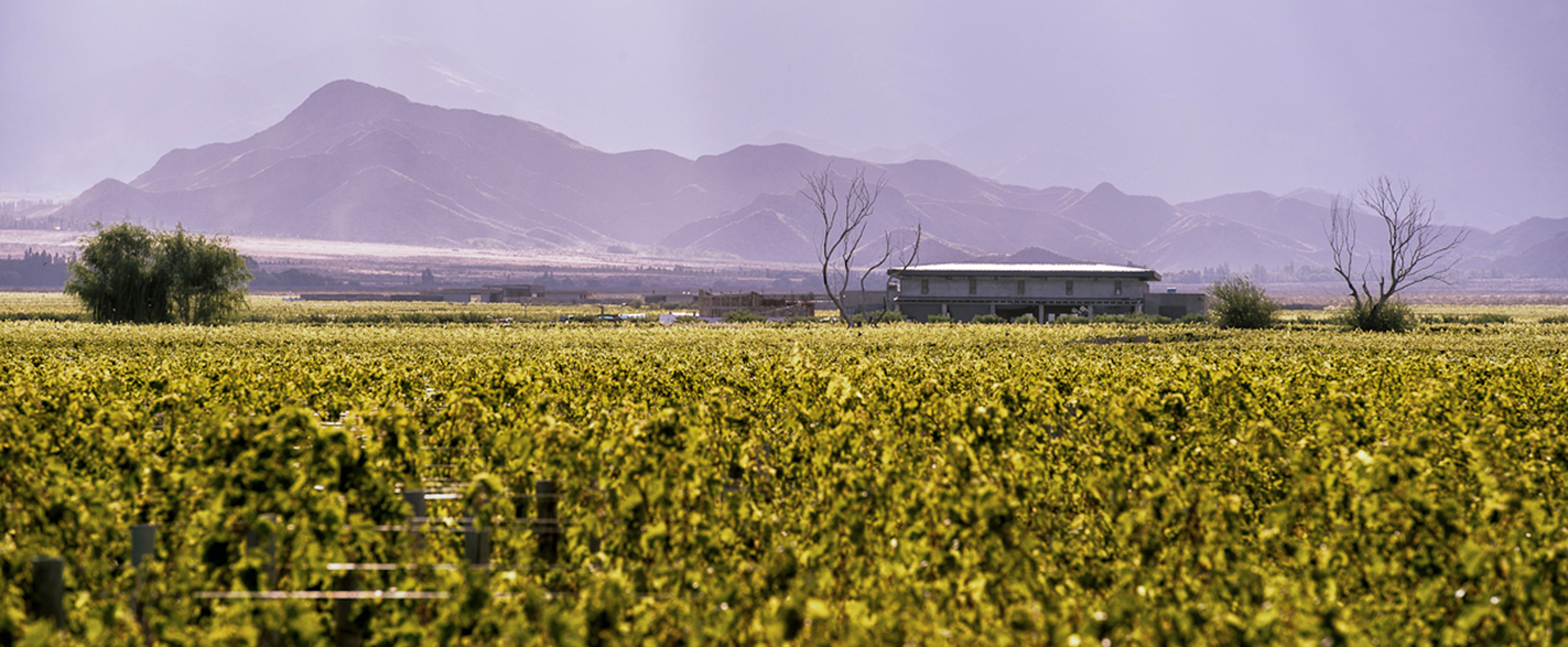 The Vine Resort & Spa
