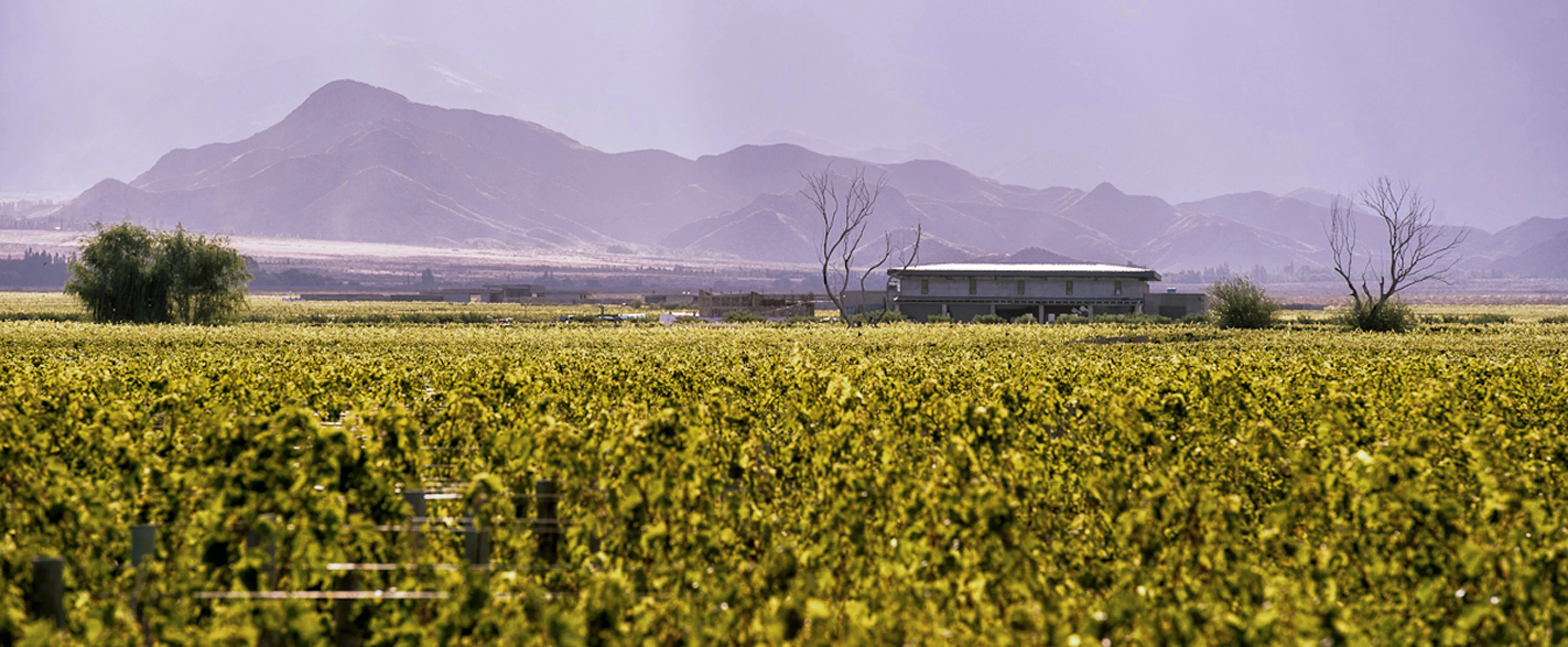 The Vine Resort & Spa